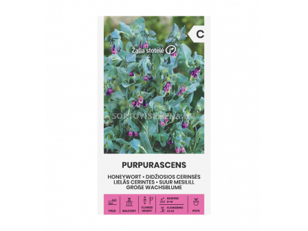 СК МЕДЕНО ЦВЕТЕ  HONEYWORT PURPURASCENS 