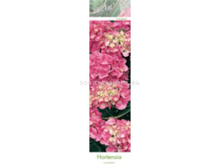 Хортензия/ Хидрангея (Hydrangea) - розова 