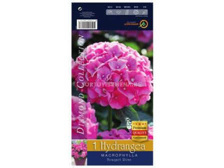Хортензия (Hydrangea) - розова