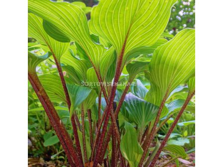 Хоста Gooseberry Sundae - 1 бр.