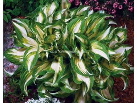 хоста Mediovariegata - hosta Mediovariegata