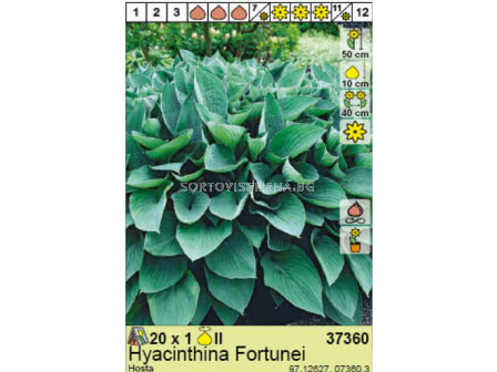 Хоста Hyacinthina Fortunei/ Hosta - 1 брой