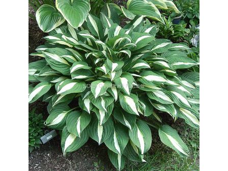 Хоста/ Hosta Risky Business / 1 бр