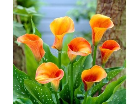 Кала Zantedeschia (Calla) 'Hot Shot' 14/16 -1 бр.