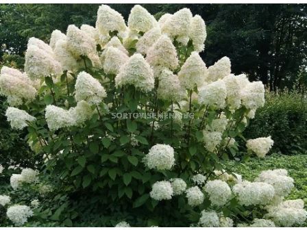 Хортензия Paniculata Phantom - Hydrangea Paniculata Phantom