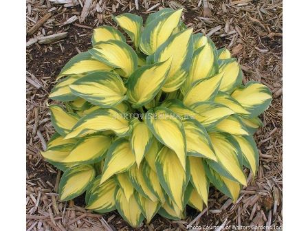 Хоста Green & Yellow - Hosta Green & Yellow