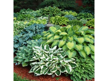 Хоста микс - 5 бр. (промоция)