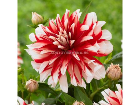 Далия Dynamite - Flora Elite 'Packs' elite Dahlia decorative Dynamite - 1 бр - sortovisemena.bg Далия Dynamite - Flora Elite 'Packs' elite Dahlia decorative Dynamite - 1 бр