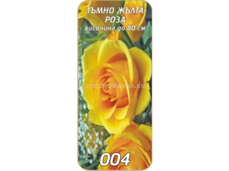 Храстовидна роза 004