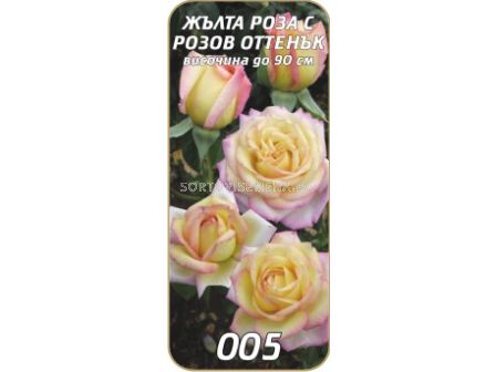 Храстовидна роза 005