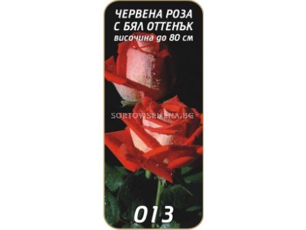 Храстовидна роза 013