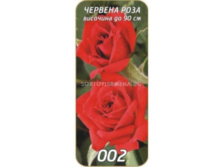Храстовидна роза 002