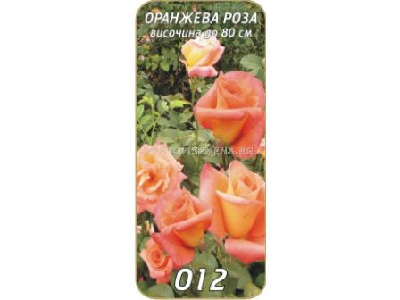 Храстовидна роза 012
