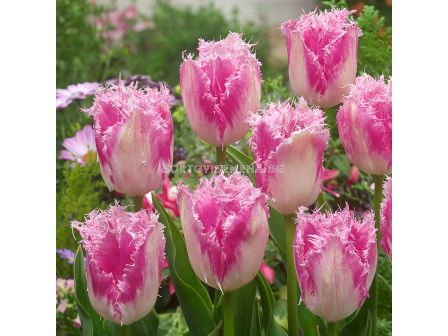 Лале/ Tulip fringed  Huis Ten Bosch - 1 бр.