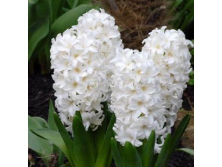 Зюмбюл FAIRY WHITE
