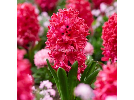 Зюмбюл/ Hyacinths orientalis Red Glory - 1 бр.