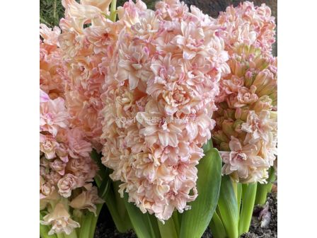 Зюмбюл/ Hyacinths orientalis Masquerade - 1 бр.