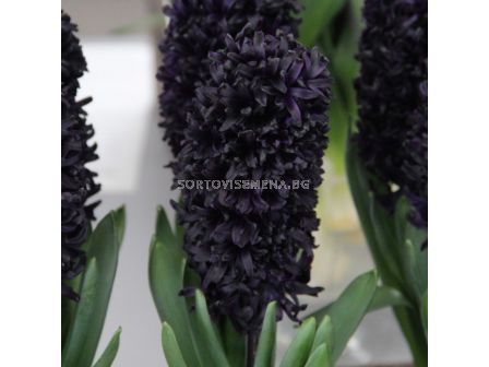 Зюмбюл/ Hyacinths orientalis 'Midnight Sky - 1 бр. - 2