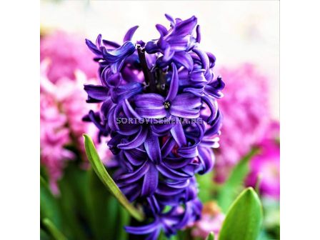 Зюмбюл/ ORIENTALIS HYACINTHUS Adrian - 1 бр.
