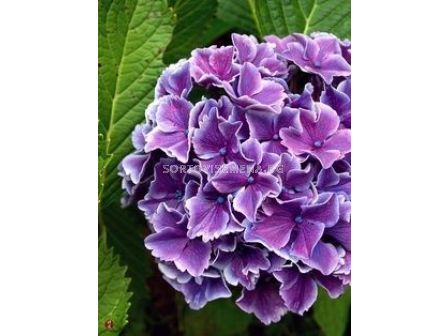 Хортензия (Hydrangea Bicolor Lila-White)– лилаво-бяла