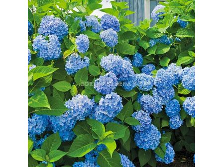 Хортензия синя - Hydrangea Macrophylla Blue - 1 бр.