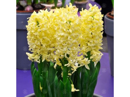 Зюмбюл Gipsy Princess 1бр 