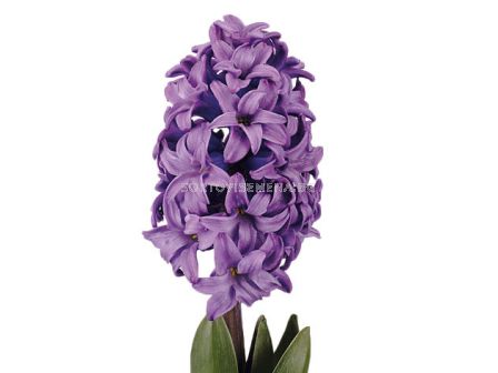 Зюмбюл / HYACINTHS MINOS/ 14/15