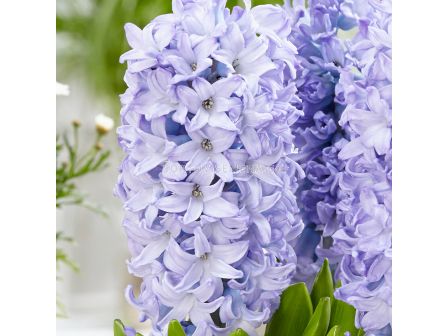 Зюмбюл/ ORIENTALIS Sky Planet - 1 бр.