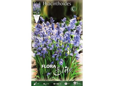Синчец Blue (Scilla Siberica) - 1 оп (10 луковици)