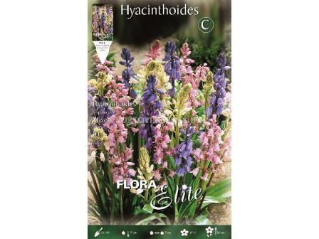 Лъжезюмбюл Squill Hyacinthoides mix