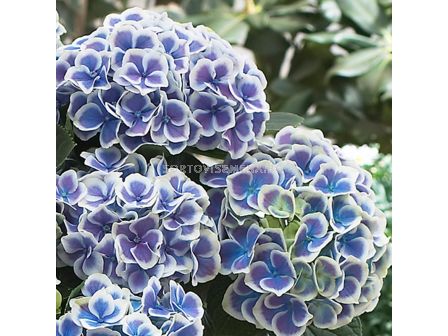 Хортензия (Hydrangea Bicolor Blue-White) – синьо-бяла