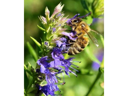 Семена Хисоп за масло (лилав) 1 кг