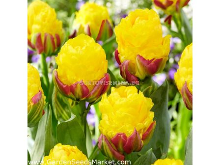 Лале/ Tulips double late Ice Cream Banana - 1 бр. - 2
