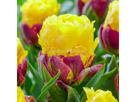 Лале double late Ice Cream Banana - 1 бр. - 1