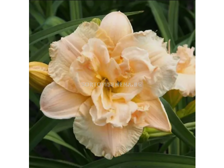 Хемерокалис Ikebana Star/ HEMEROCALLIS - 1 брой