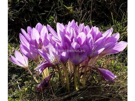 Колхикум /есенен минзухар / Colchicum Bornmuelleri 1 бр