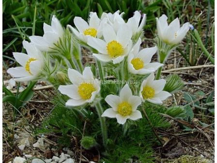 Котенца /Pulsatilla White / 1 бр