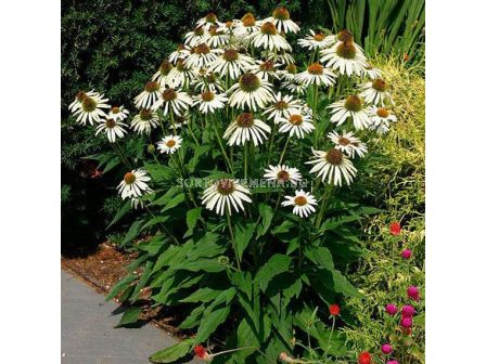 Ехинацея / Echinacea White Swan  / 1 бр