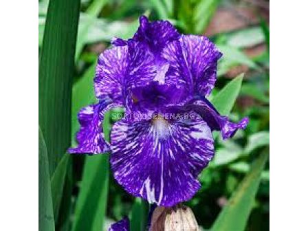 Ирис /Iris Germanica Purple Striped White / 1 оп- 1 бр