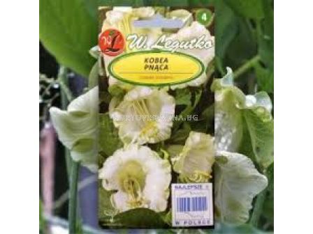 Кобея бяла / Cobaea scandens white / LG 1 оп