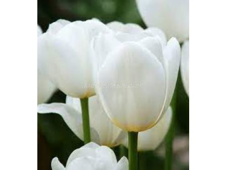 Лале /Tulip Catherina/ 11/12
