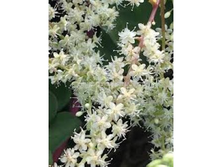 Марейска лоза /Anredera cordifolia/ 1 бр
