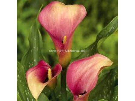 Кала - Zantedeschia 'Auckland' - 1 бр