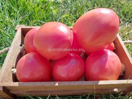 Домати Сандеро - 1