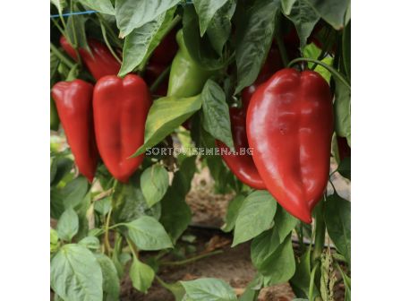 Семена пипер 011 F1 _ZKI- 1000 семена