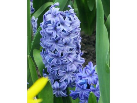 Зюмбюл / HYACINTHS DELFT BLUE/ 14/15