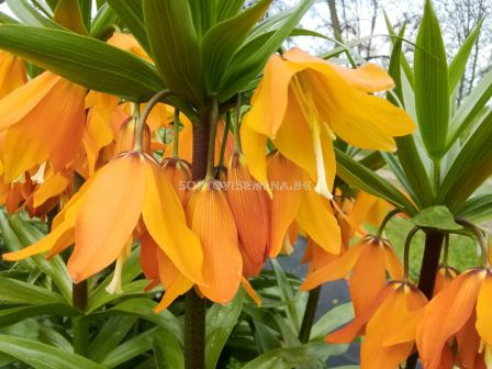 Фритилария / Fritillaria imperialis eduardii / 1 бр