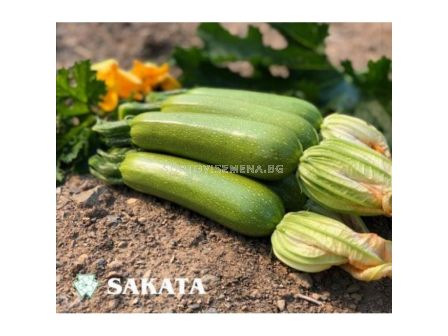 Тиквички Император /Sakata/ - 500 сем