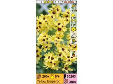 Иксия Yellow Emperor/ Ixia - 1 брой