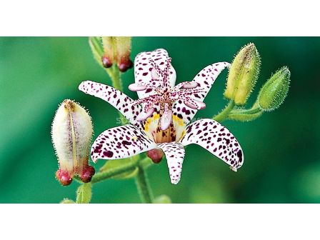 Трицитрис бял /tricyrtis white spotted/ 1 бр